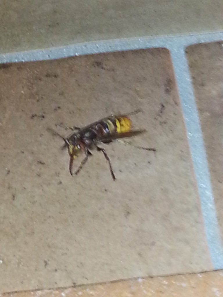 Che diavolo di insetto  mai questo? Vespa crabro